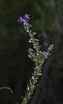 Eastern silver aster